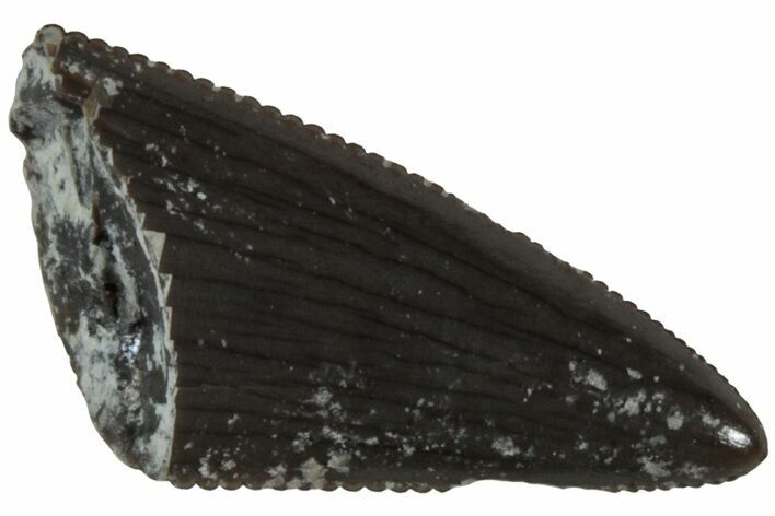 Serrated, Triassic Reptile (Postosuchus?) Tooth - Arizona #231210